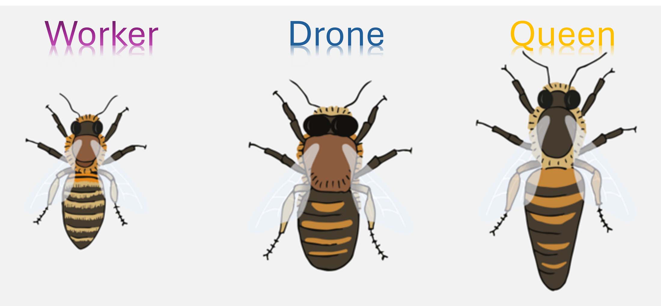 The Fascinating Internal Hierarchy of Bees and How Escalation Happens